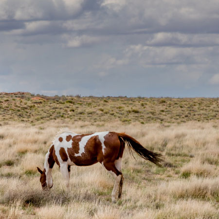 Wild horse feeding on grassy plain